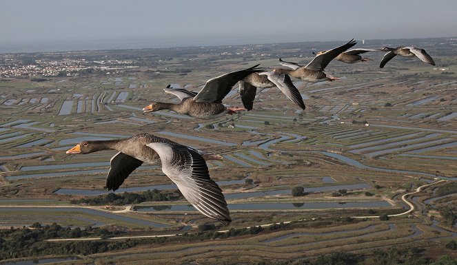 Les Routes secrètes des oiseaux migrateurs - Van film