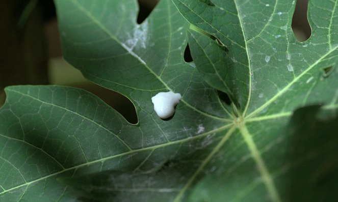 Vihreän papaijan tuoksu - Kuvat elokuvasta