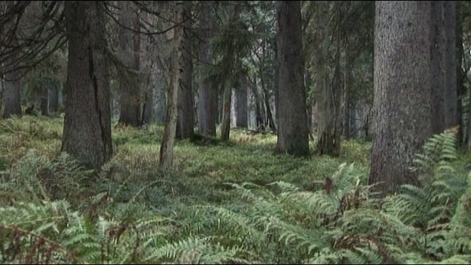 Znovuzrodenie lesa - Do filme