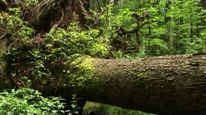 Znovuzrodenie lesa - De la película
