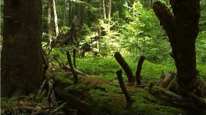Znovuzrodenie lesa - Van film
