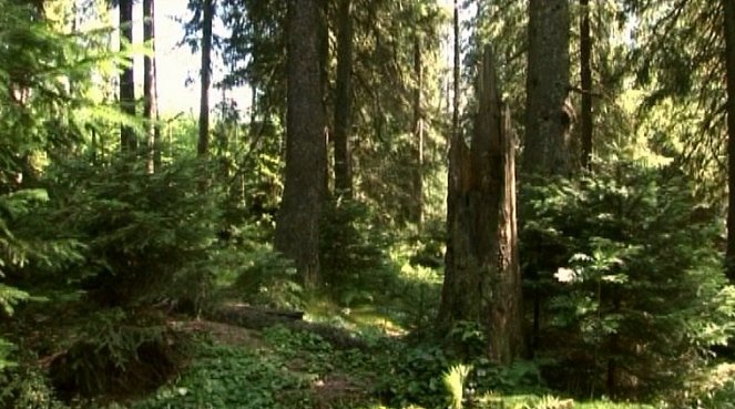 Znovuzrodenie lesa - Filmfotók