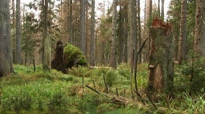 Znovuzrodenie lesa - Do filme