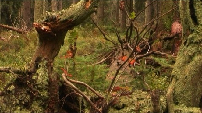 Znovuzrodenie lesa - Kuvat elokuvasta
