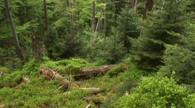 Znovuzrodenie lesa - Film