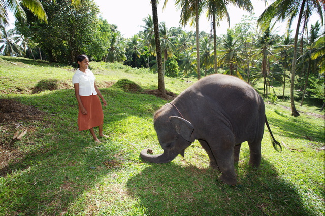 Chandani: The Daughter of the Elephant Whisperer - Filmfotók
