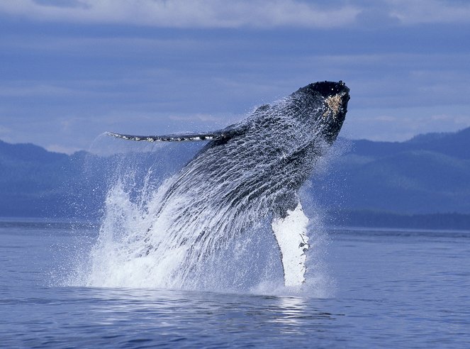 Humpback Whales - Filmfotók