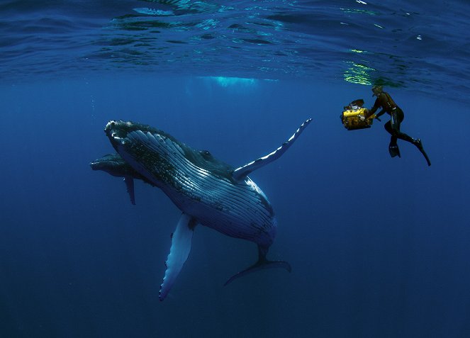 Humpback Whales - Kuvat elokuvasta