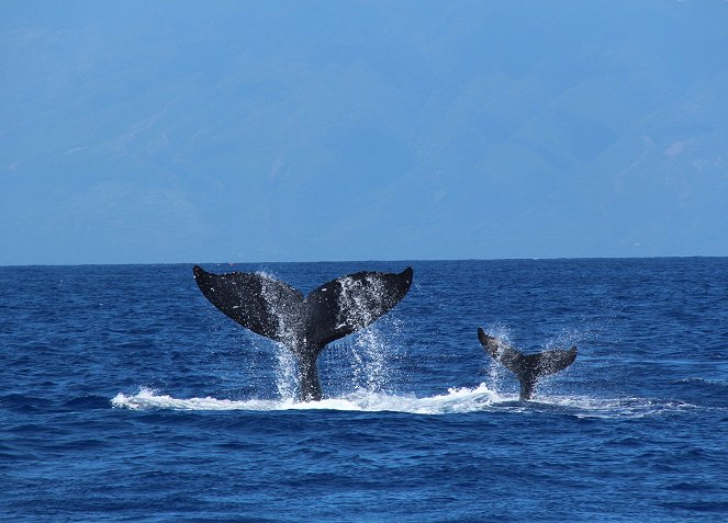 Humpback Whales - Do filme