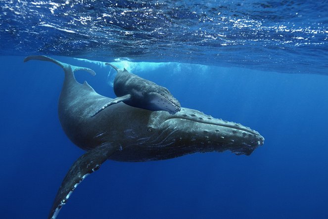 Humpback Whales - Filmfotos
