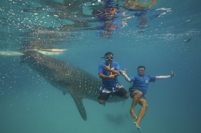 Giants of Fortune - The Whale Sharks of Oslob - Photos