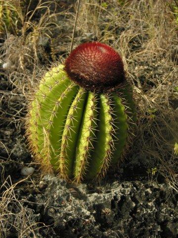 Natures Treasure Islands - Kuvat elokuvasta