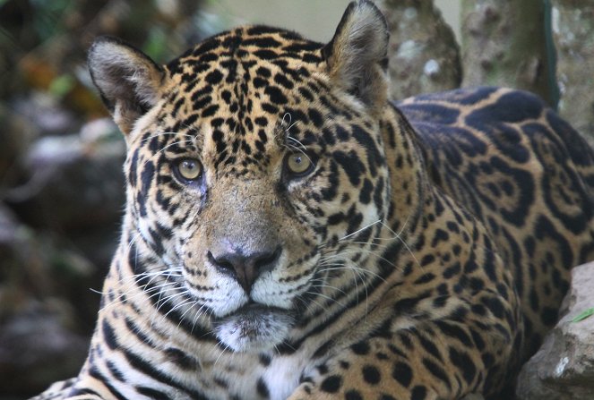 Big Five Südamerika - Der Jaguar - De la película