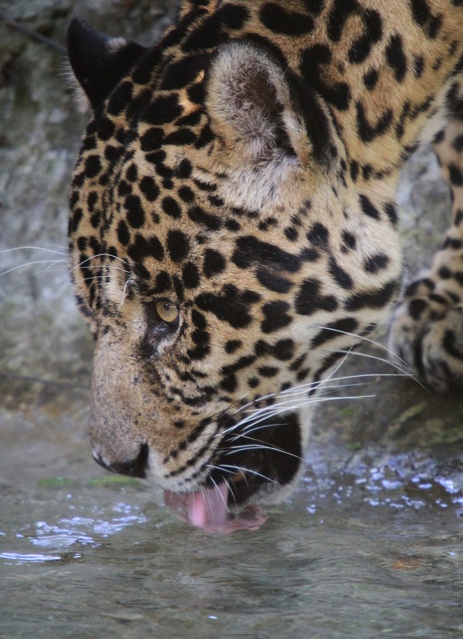 Velká pětka Jižní Ameriky - Der Jaguar - Z filmu