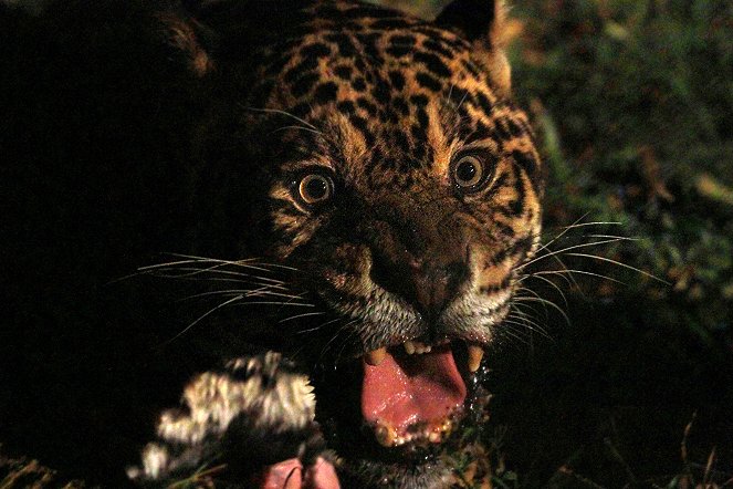 Big Five Südamerika - Der Jaguar - Van film