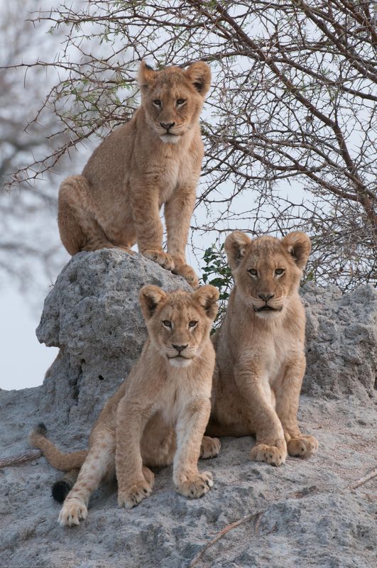 Dave Salmoni: Die Löwen von Sabi Sand - Filmfotos
