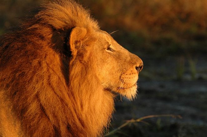 Brothers in Blood: Lions of Sabi Sand - Van film