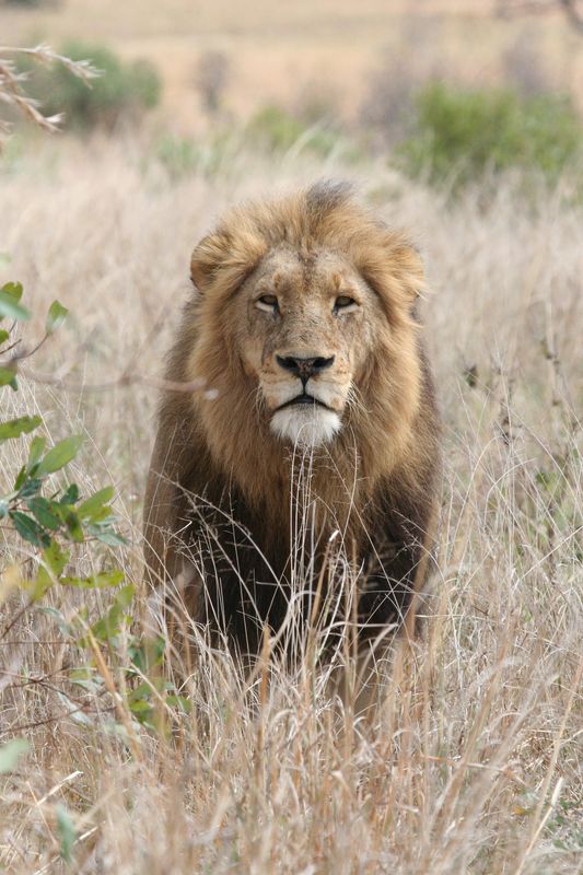 Brothers in Blood: Lions of Sabi Sand - Photos