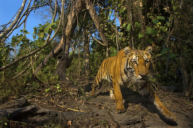 Lost Land of the Tiger - Filmfotók