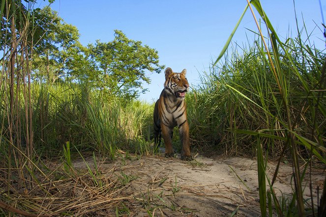 Lost Land of the Tiger - Filmfotók