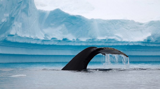 Wild Antarctica - Filmfotos