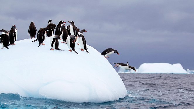 Divoká Antarktida - Z filmu