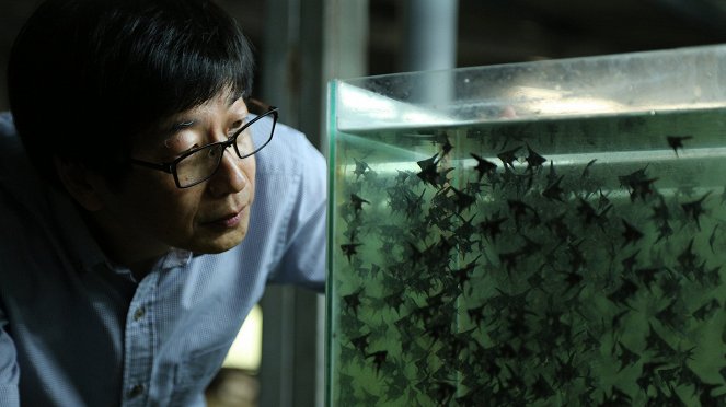 Taiwan: Island of Fish - De la película