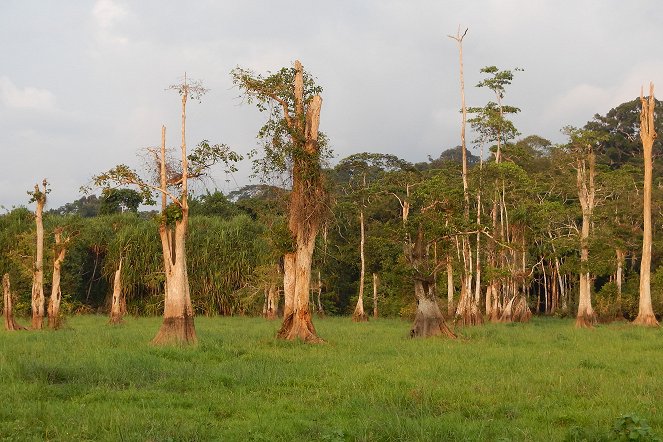 Life in the Great Wetlands - Photos