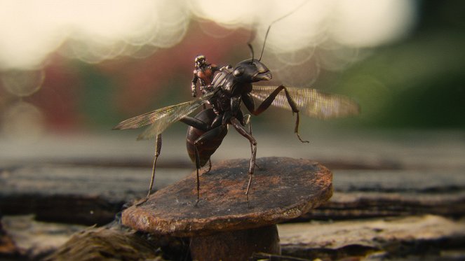 Ant-Man - Film