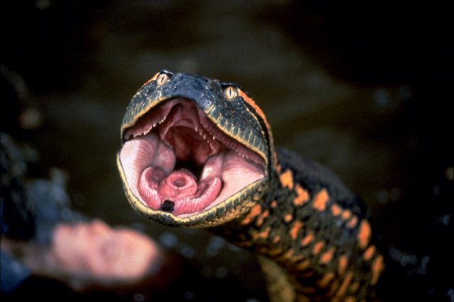Anaconda - Filmfotos