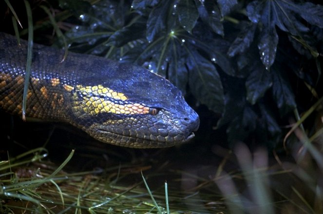 Anaconda - De la película