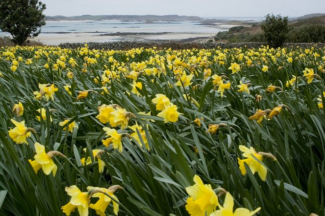 Cornwall's narcissus island - Photos