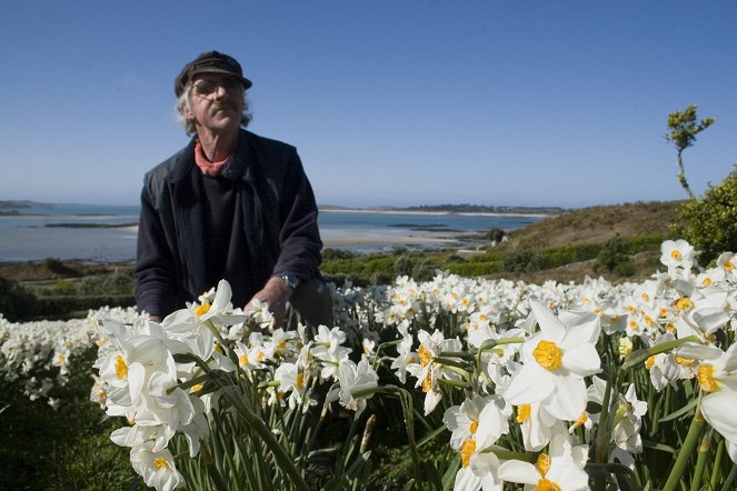 Cornwall's narcissus island - Photos