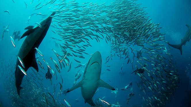 Shark Alley – Heimat des Weißen Hais - Filmfotos