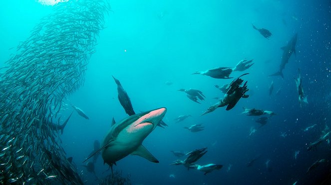 Shark Alley – Heimat des Weißen Hais - Filmfotos