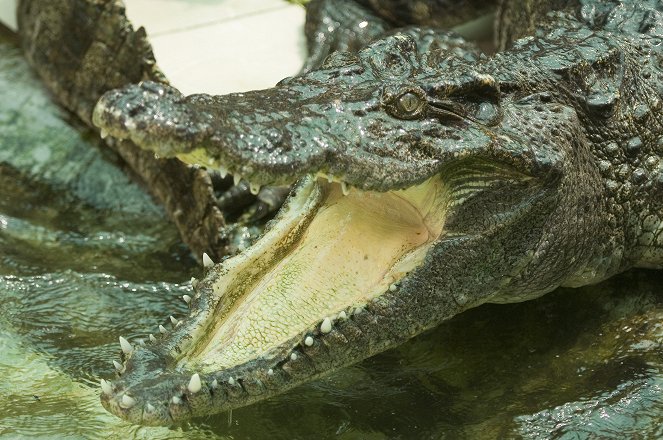Vadászat a gyilkos krokodilra - Filmfotók