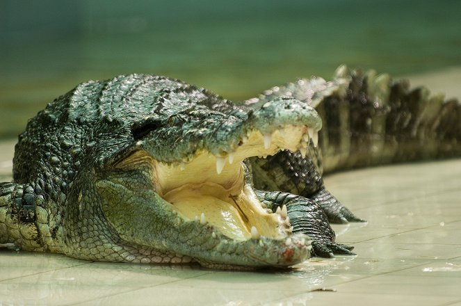 Krokodýl zabiják - Z filmu