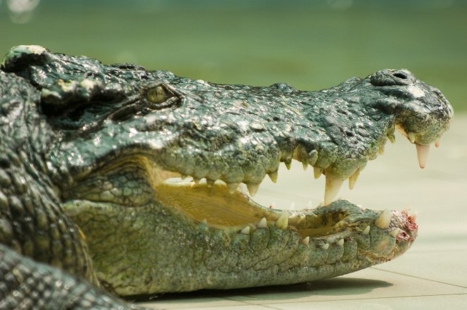 Krokodíl útočí - Z filmu