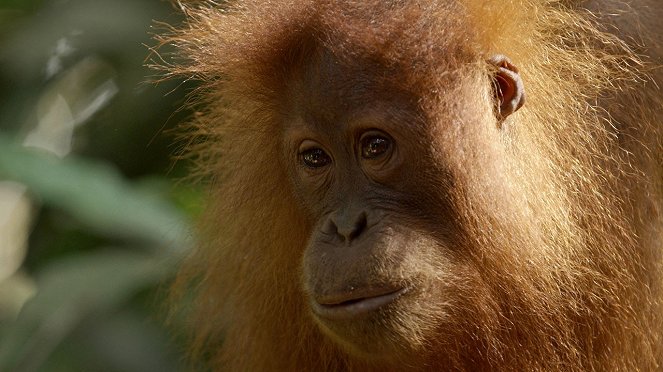 The Last Orangutan Eden - Kuvat elokuvasta