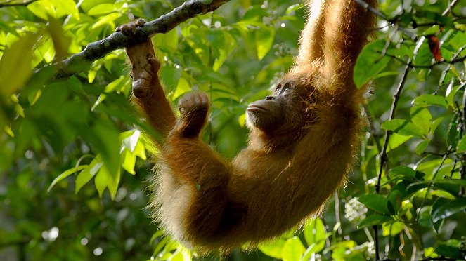 The Last Orangutan Eden - Photos