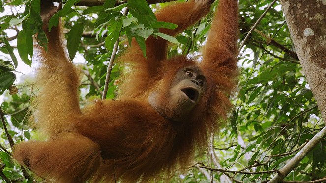 The Last Orangutan Eden - De la película