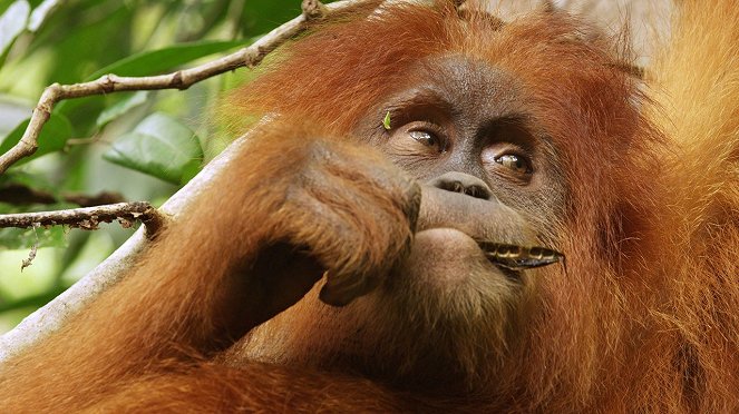 Das letzte Paradies der Orang-Utans - Filmfotos