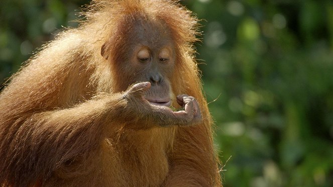 Das letzte Paradies der Orang-Utans - Filmfotos