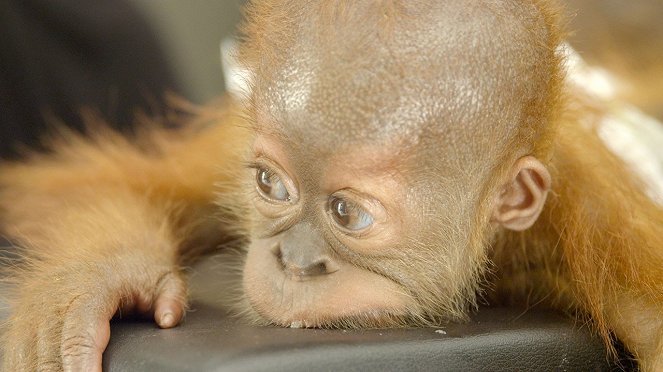 Orangutánok édenkertje - Filmfotók