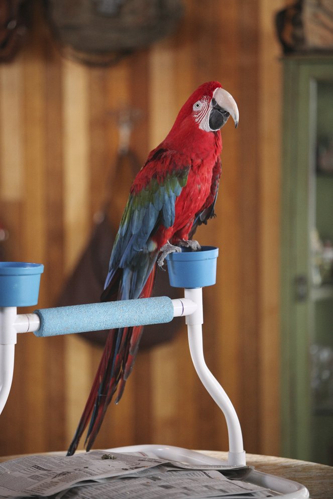 Happy Endings – Fuss el véle! - Meat the Parrots - Filmfotók