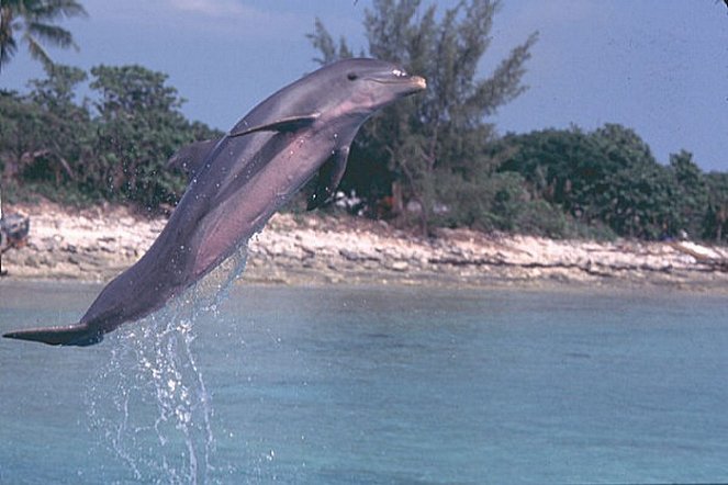 Delfín Filip - Z filmu
