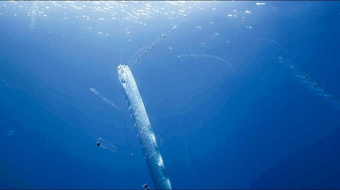 Riemenfische - Riesen der Meere - Filmfotos