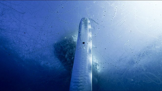 Obrovský mořský had - Z filmu
