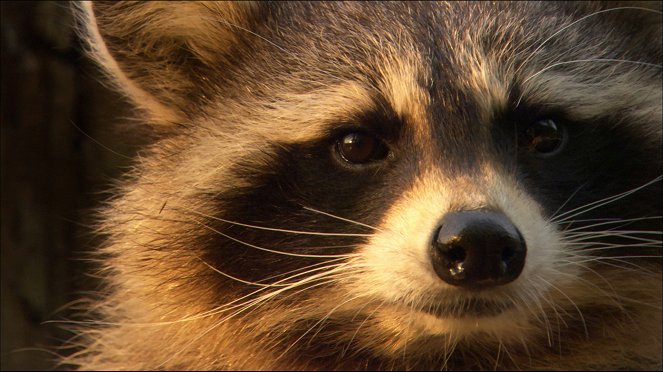 Raccoons - The New Europeans - Film