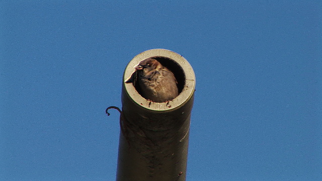 Day of the Sparrow - Photos